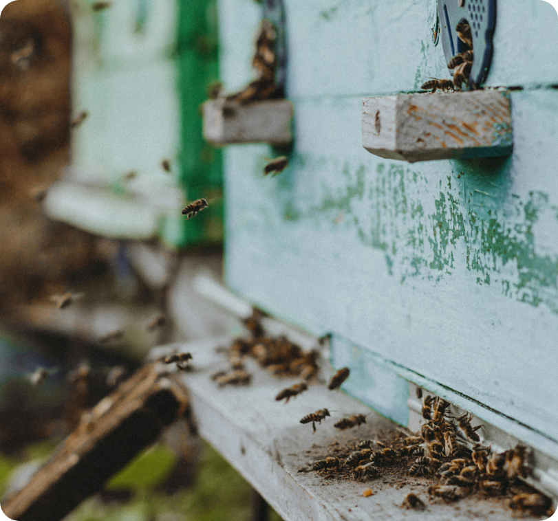 Bees leaving hive