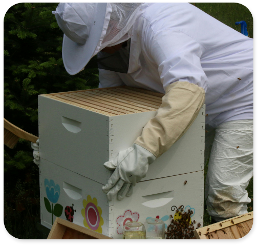 Beekeeper lifting frames