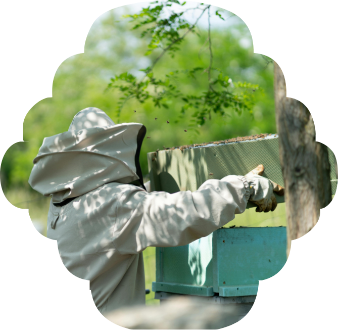 Beekeeper lifting frames