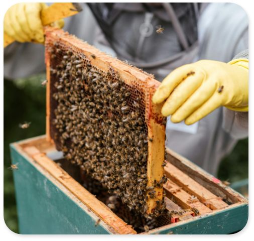 Beekeeper removing frames from hive