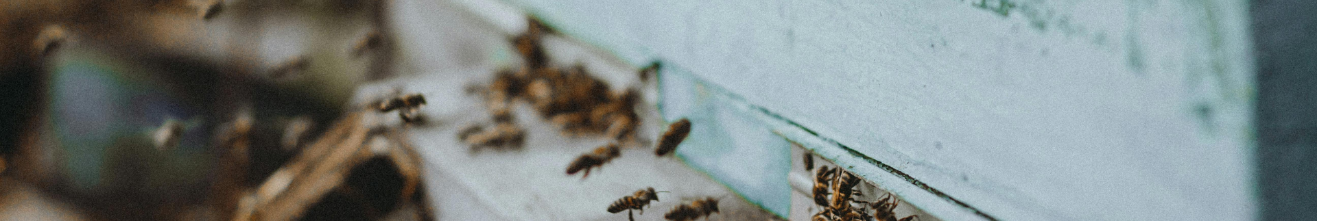 Bees entering hive