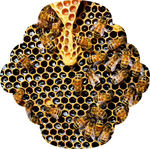 Image of a hive up close
