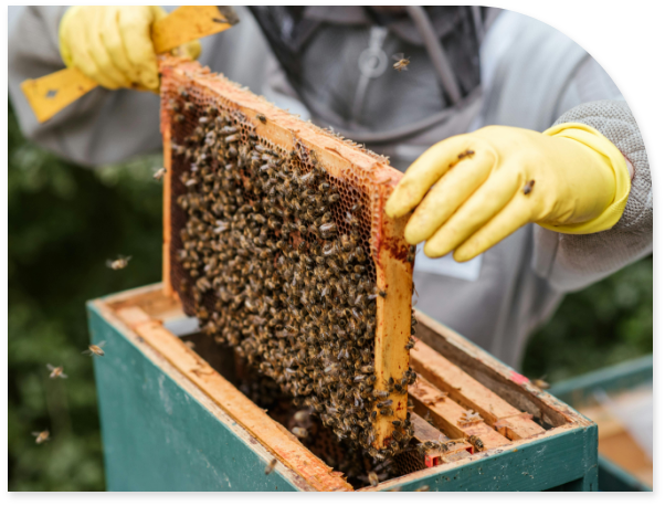 Beekeeper removing frames from hive