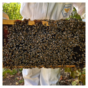 Beekeeper with her bees