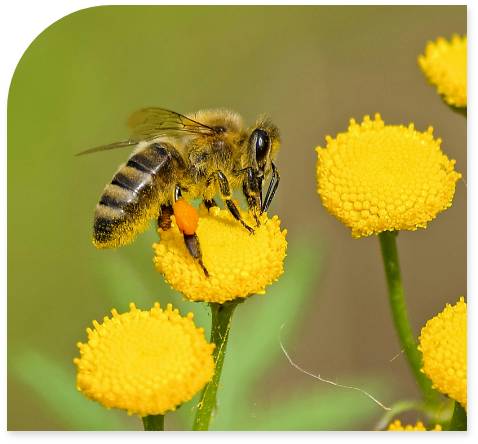Quebec Beekeepers Associatio